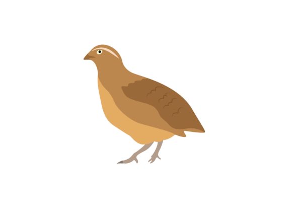 Quail Bird Animal: Your Next Favorite Design Asset